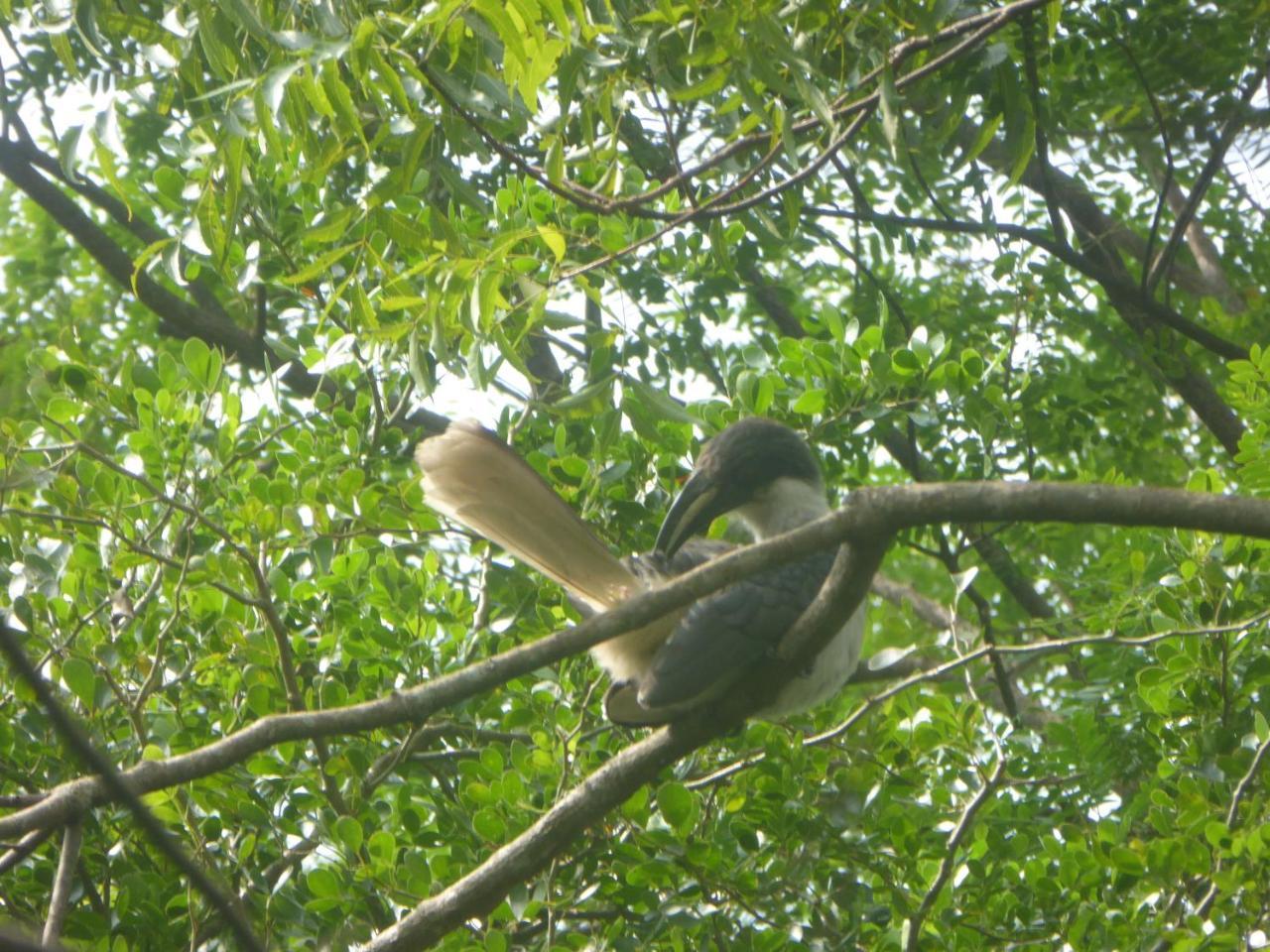 Angry Birds Homestay Habarana Extérieur photo